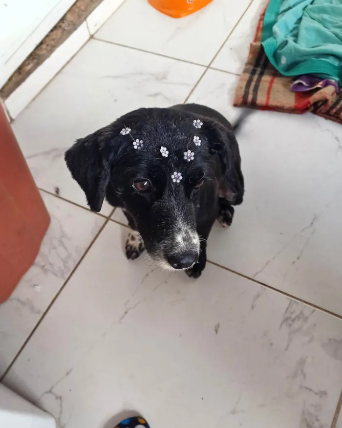Cachorro ra a SRD-ViraLata idade 1 ano nome Donzela 