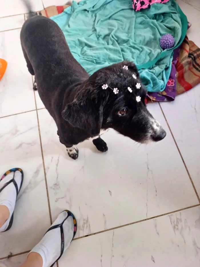 Cachorro ra a SRD-ViraLata idade 1 ano nome Donzela 