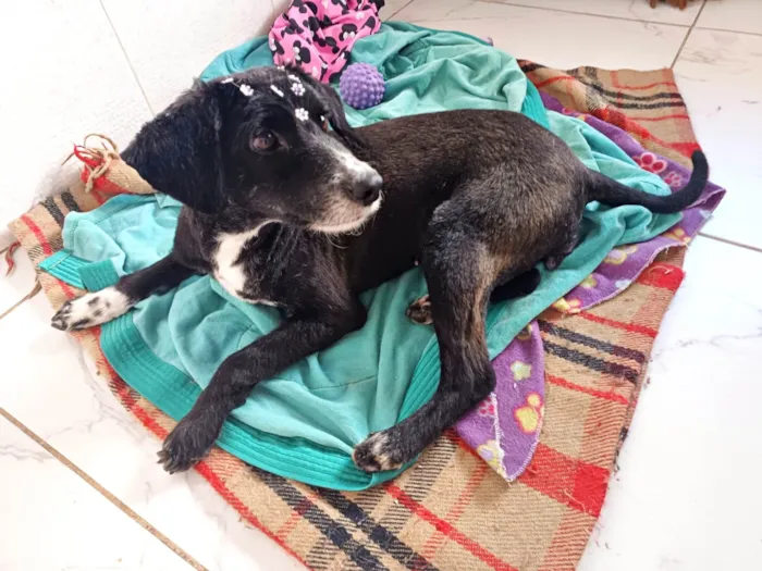 Cachorro ra a SRD-ViraLata idade 1 ano nome Donzela 