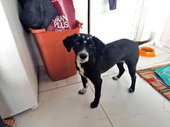 Cachorro ra a SRD-ViraLata idade 1 ano nome Donzela 