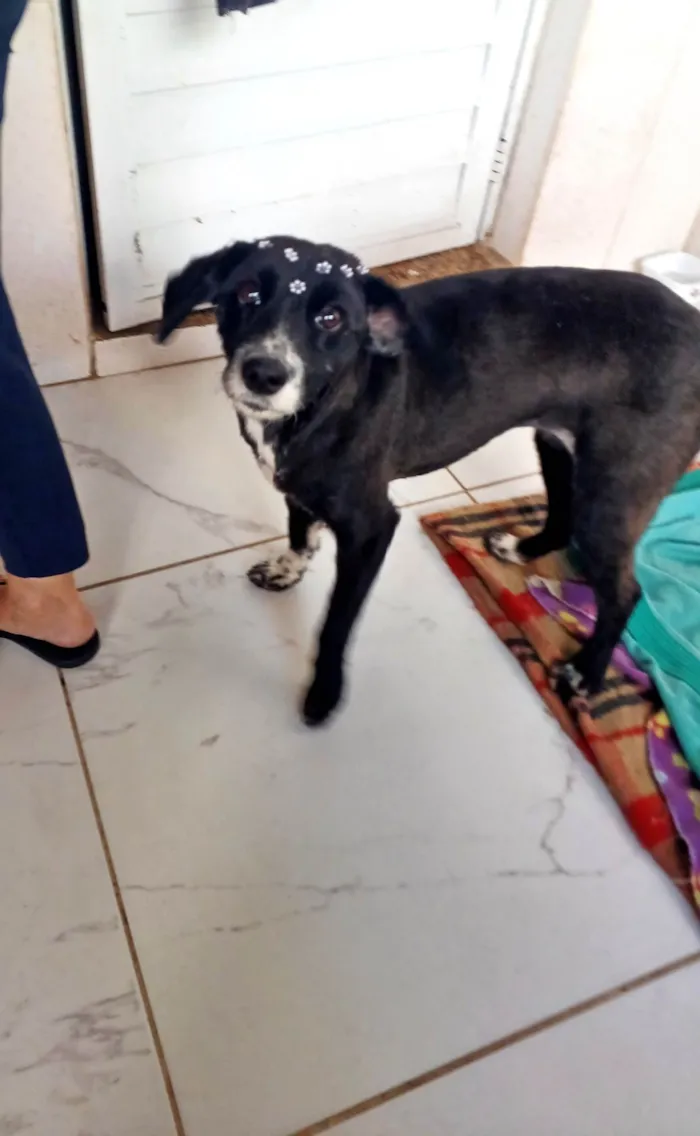 Cachorro ra a SRD-ViraLata idade 1 ano nome Donzela 