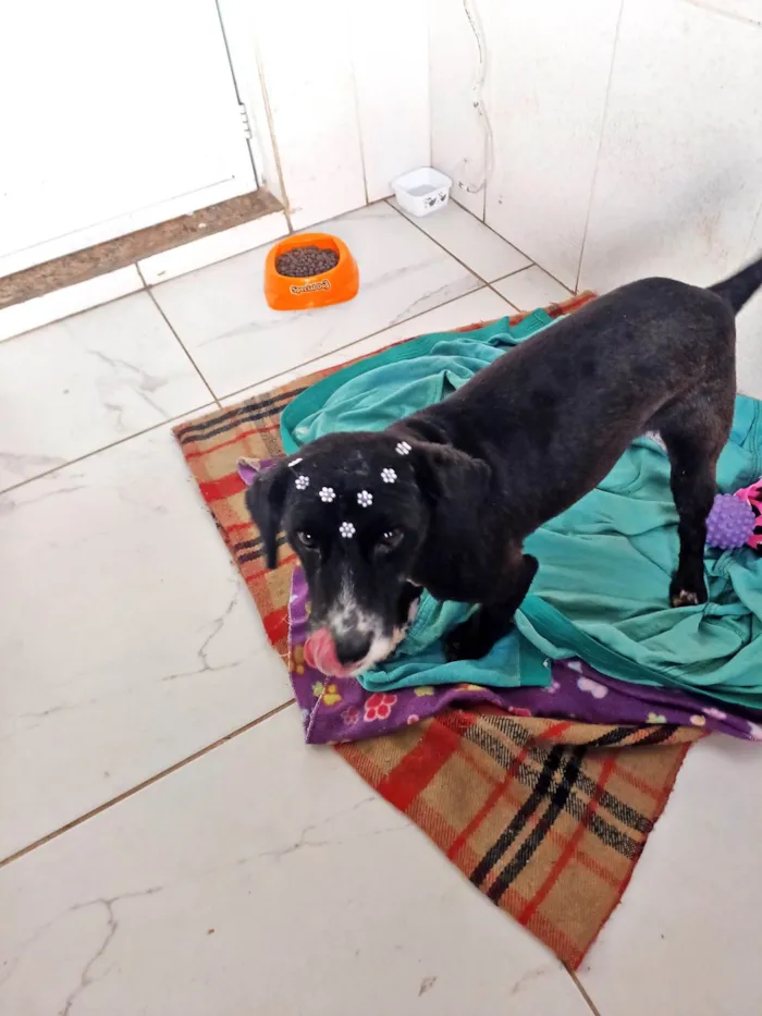 Cachorro ra a SRD-ViraLata idade 1 ano nome Donzela 