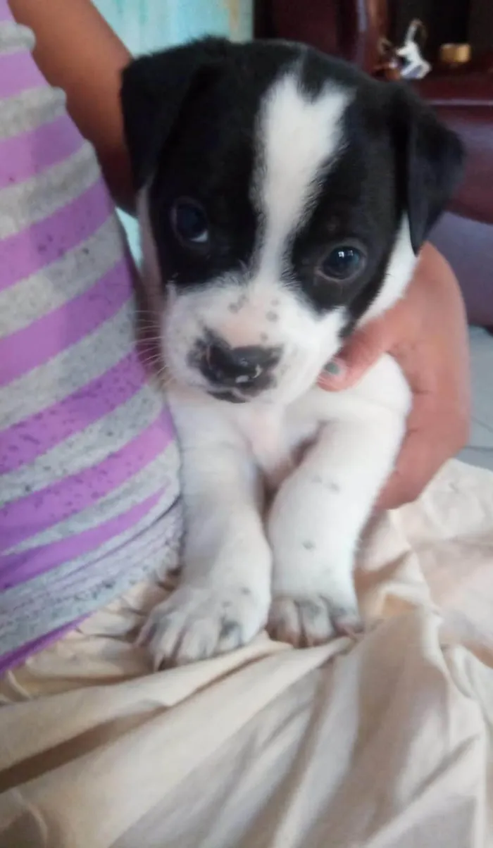 Cachorro ra a SRD idade Abaixo de 2 meses nome Sem nome