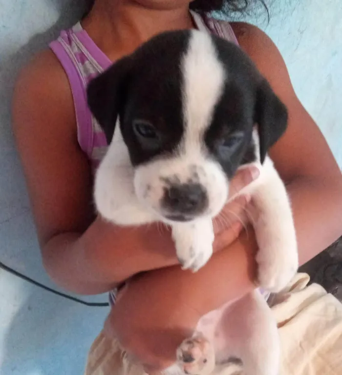 Cachorro ra a SRD idade Abaixo de 2 meses nome Sem nome