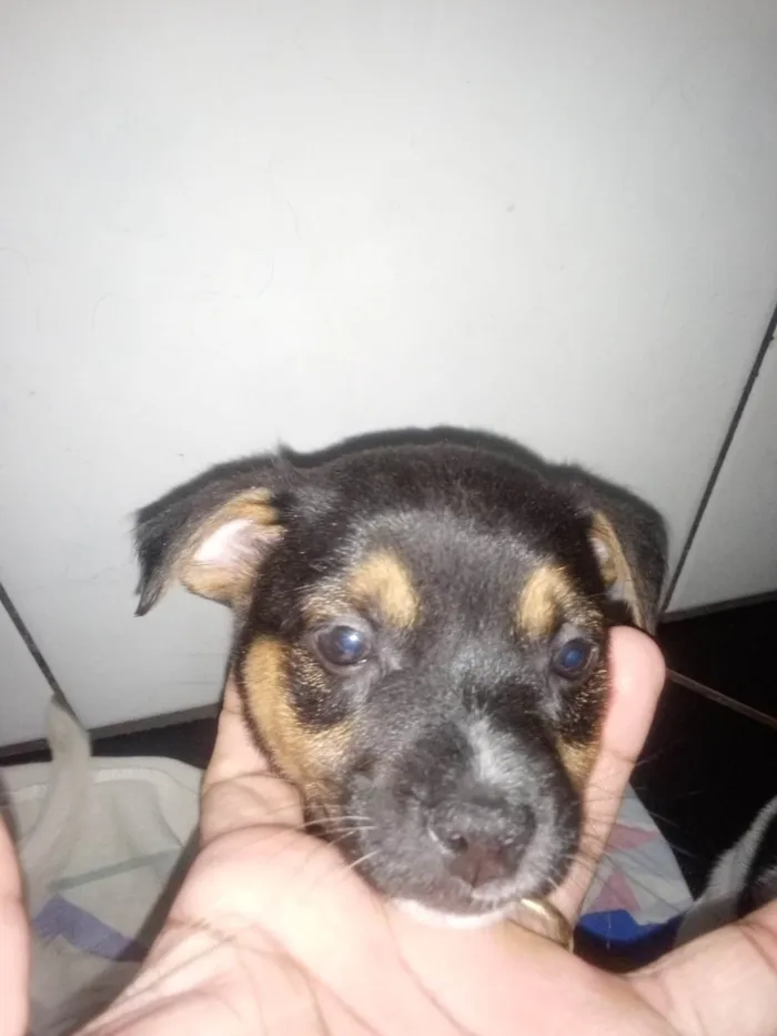 Cachorro ra a SRD idade Abaixo de 2 meses nome Sem nome