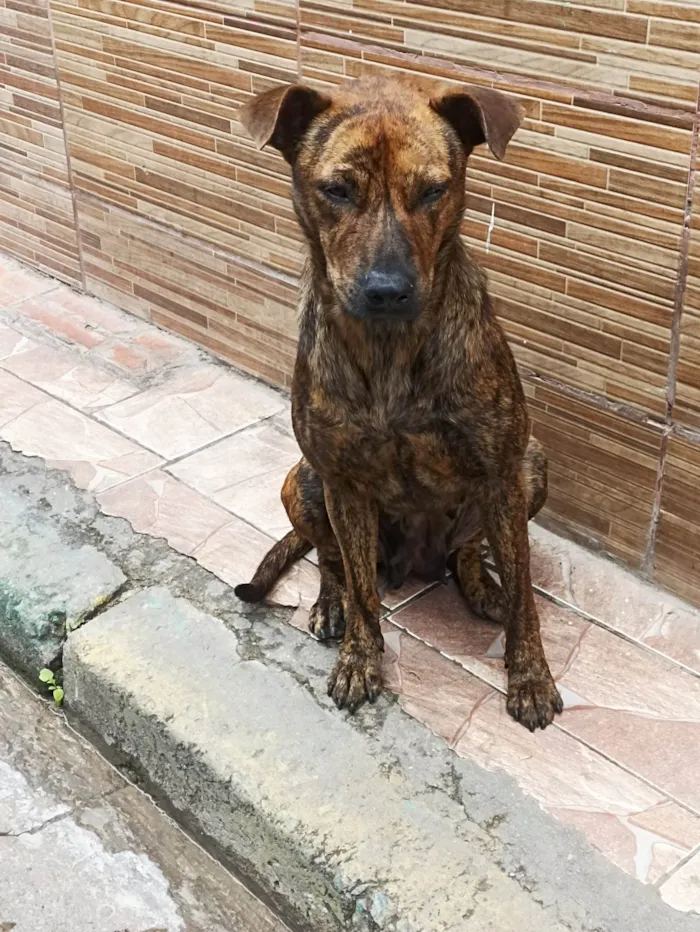 Cachorro ra a SRD - sem raça definida  idade 1 ano nome Princesa 