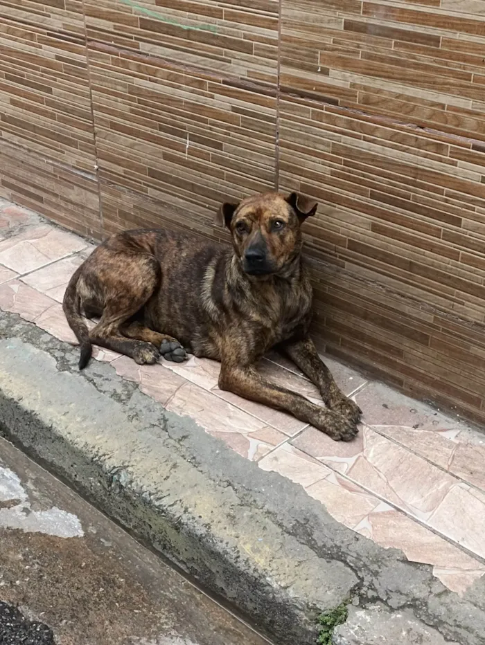 Cachorro ra a SRD - sem raça definida  idade 1 ano nome Princesa 