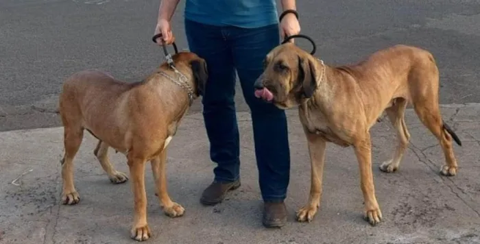 Cachorro ra a Fila Brasileiro  idade 2 anos nome Lara e Dara