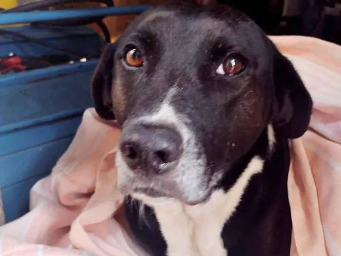 Cachorro ra a SRD-ViraLata idade 1 ano nome Fêmea Castrada 