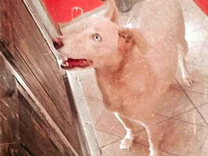 Cachorro ra a SRD-ViraLata idade 1 ano nome Nina