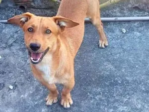 Cachorro raça SRD-ViraLata idade 1 ano nome Mike