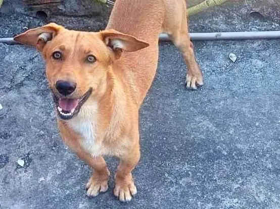 Cachorro ra a SRD-ViraLata idade 1 ano nome Mike