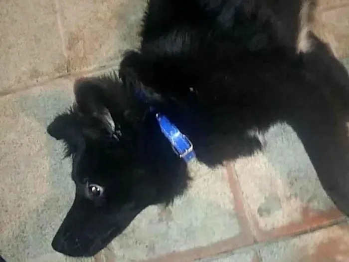 Cachorro ra a SRD-ViraLata idade 7 a 11 meses nome Yoshi