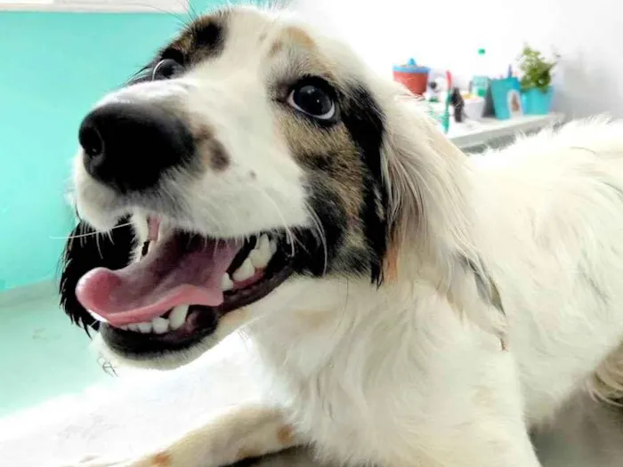 Cachorro ra a SRD-ViraLata idade 7 a 11 meses nome Fêmea Filhote