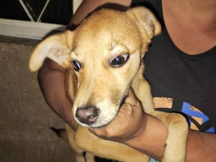 Cachorro ra a SRD-ViraLata idade 2 a 6 meses nome Filhotes 6 meses
