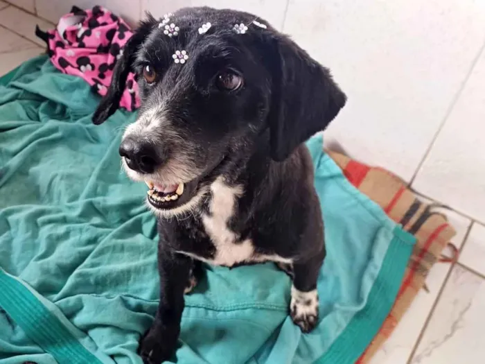 Cachorro ra a SRD-ViraLata idade 1 ano nome Donzela 