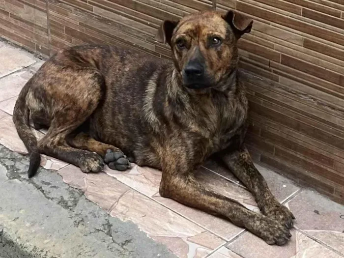 Cachorro ra a SRD - sem raça definida  idade 1 ano nome Princesa 