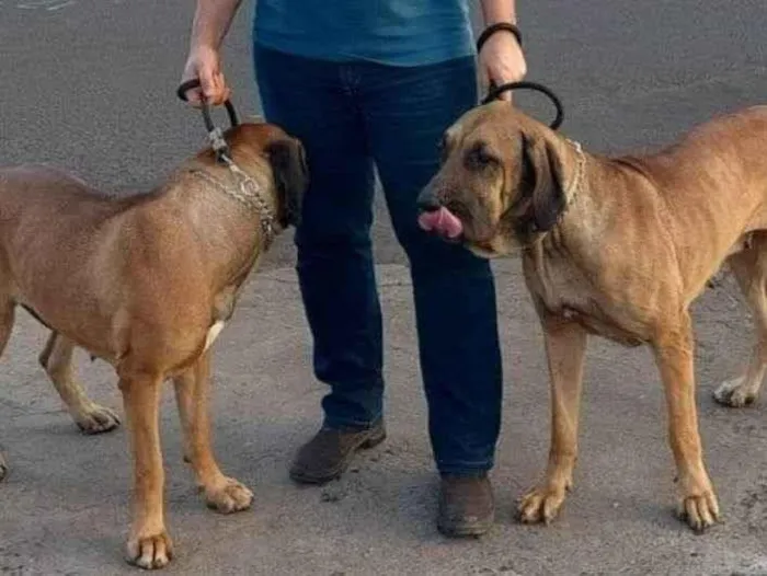 Cachorro ra a Fila Brasileiro  idade 2 anos nome Lara e Dara