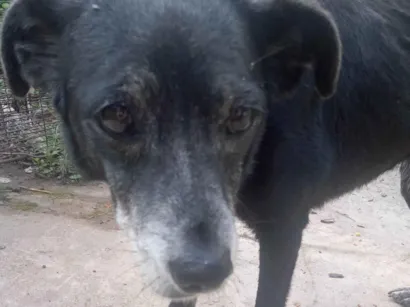 Cachorro raça  idade  nome Neguinha 