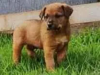 Cachorro raça Boiadeiro australiano  idade 2 a 6 meses nome Red