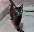 Amanda