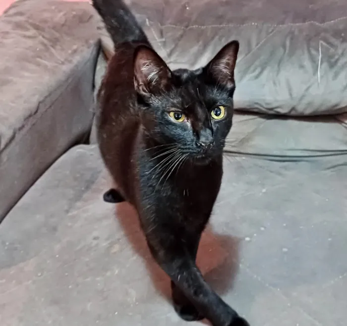 Gato ra a SRD-ViraLata idade 1 ano nome Amanda