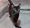 Amanda