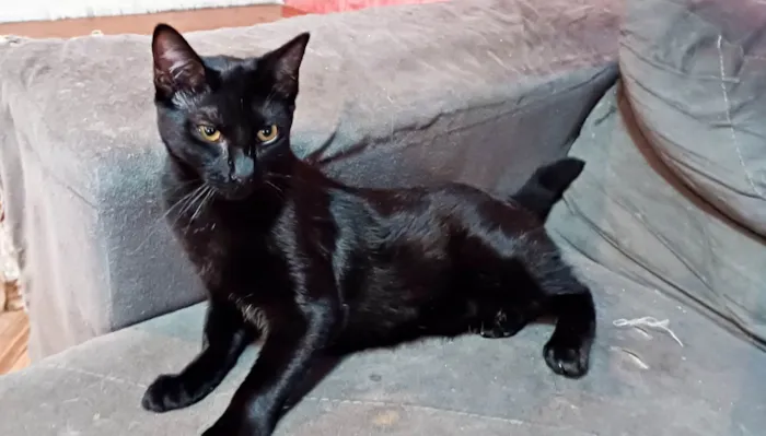 Gato ra a SRD-ViraLata idade 1 ano nome Amanda