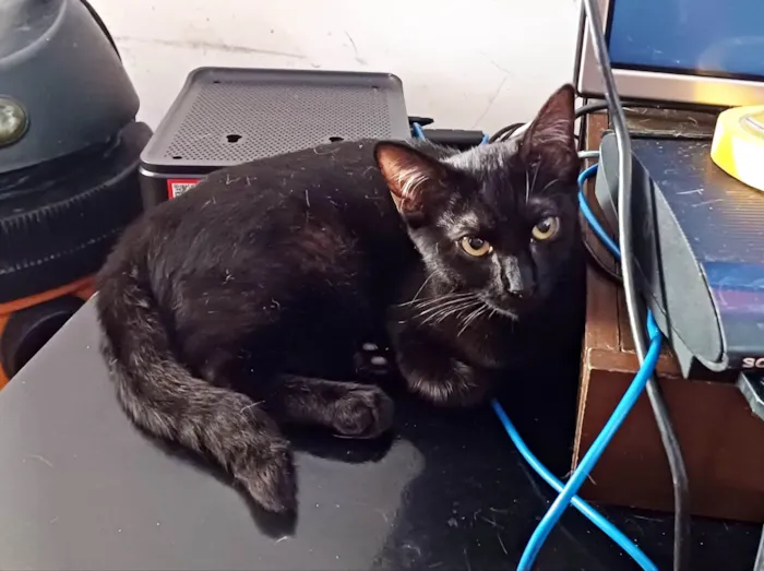Gato ra a SRD-ViraLata idade 1 ano nome Amanda