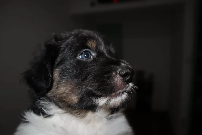 Cachorro ra a SRD-ViraLata idade Abaixo de 2 meses nome Oreo