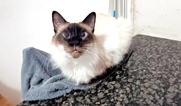 Gato ra a SRD-ViraLata idade 4 anos nome Leon