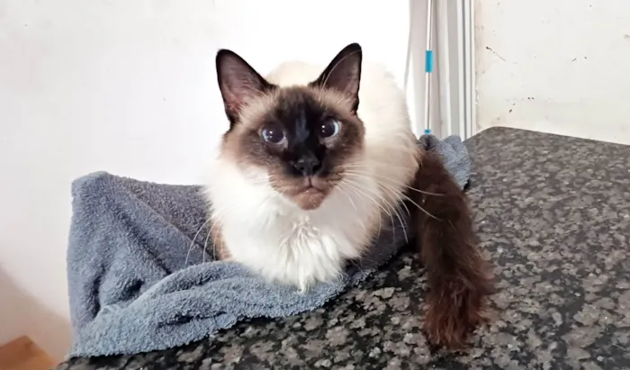 Gato ra a SRD-ViraLata idade 4 anos nome Leon