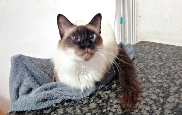 Gato ra a SRD-ViraLata idade 4 anos nome Leon