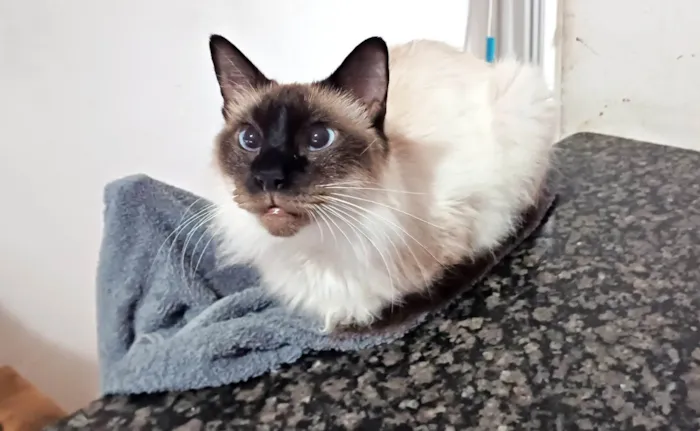 Gato ra a SRD-ViraLata idade 4 anos nome Leon
