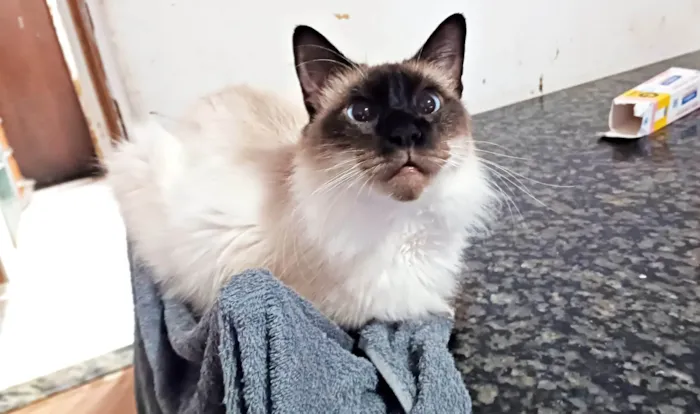 Gato ra a SRD-ViraLata idade 4 anos nome Leon