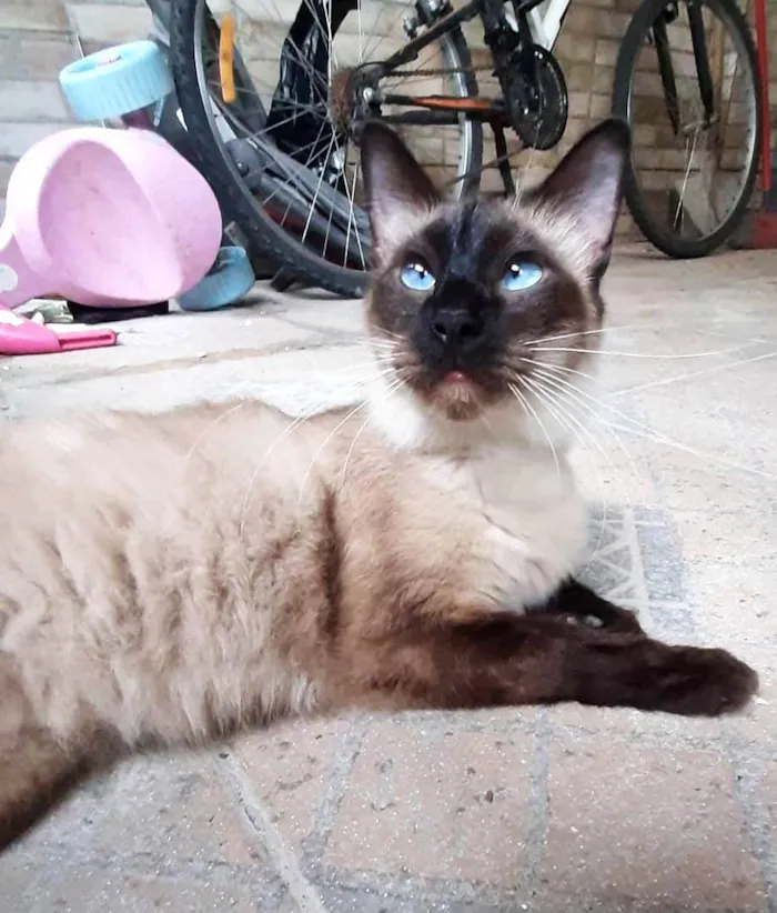 Gato ra a SRD-ViraLata idade 4 anos nome Leon