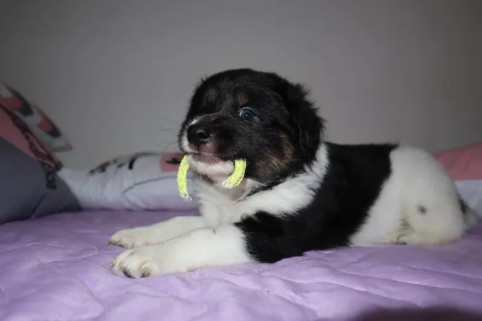 Cachorro ra a SRD-ViraLata idade Abaixo de 2 meses nome Oreo