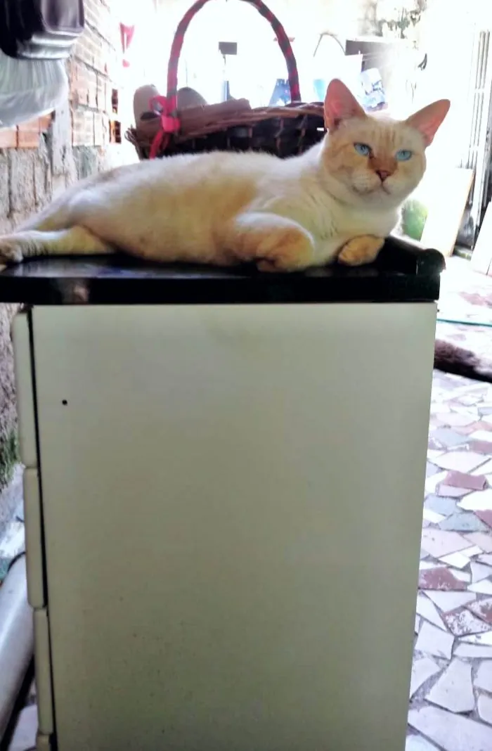 Gato ra a SRD-ViraLata idade 6 ou mais anos nome Snow