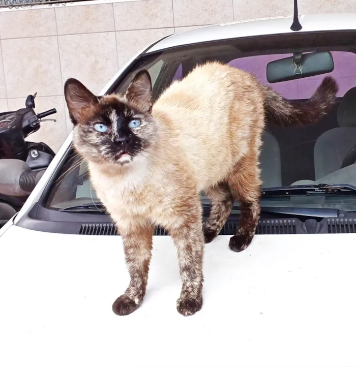 Gato ra a SRD-ViraLata idade 4 anos nome Fêmea Castrada