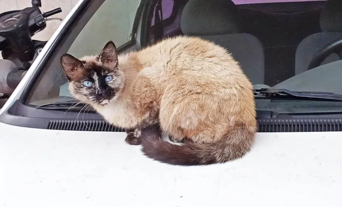Gato ra a SRD-ViraLata idade 4 anos nome Fêmea Castrada
