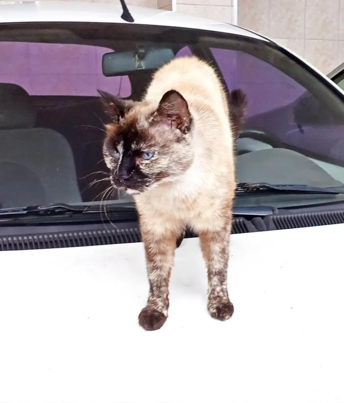 Gato ra a SRD-ViraLata idade 4 anos nome Fêmea Castrada