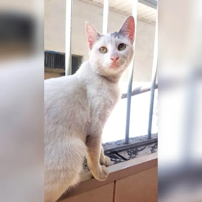 Gato ra a SRD-ViraLata idade 1 ano nome Branquinha