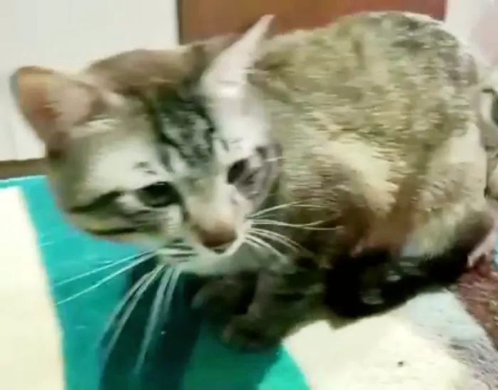 Gato ra a SRD-ViraLata idade 2 anos nome Macho Castrado