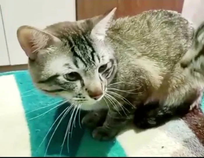 Gato ra a SRD-ViraLata idade 2 anos nome Macho Castrado