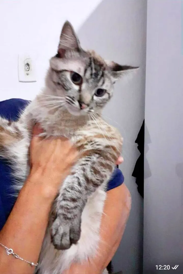 Gato ra a SRD-ViraLata idade 2 anos nome Macho Castrado