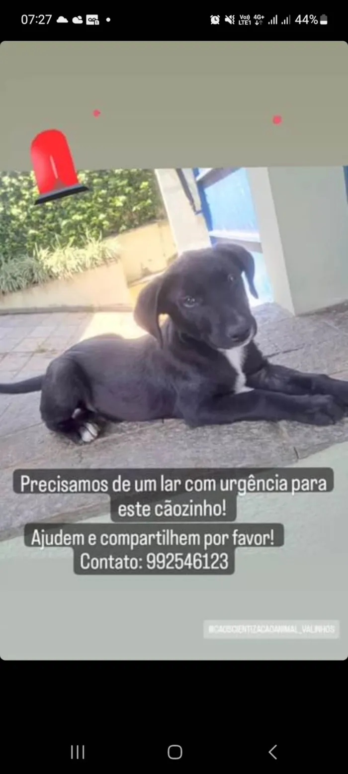 Cachorro ra a SRD-ViraLata idade 2 a 6 meses nome Tunico