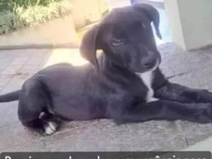 Cachorro raça SRD-ViraLata idade 2 a 6 meses nome Tunico