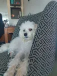 Pipoca