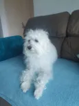 Pipoca