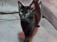Amanda